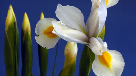 Dutch Iris