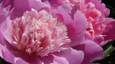 Peonies