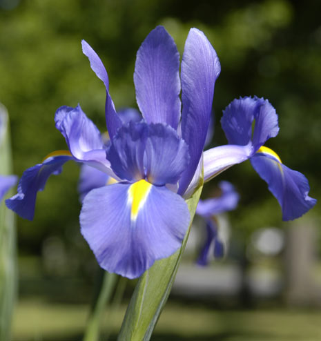 Iris