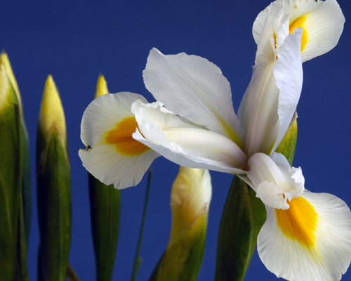 Dutch Iris