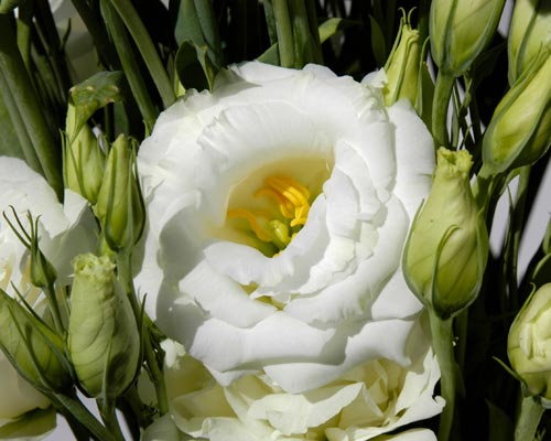 Lisianthus