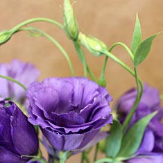 Lisianthus - Purple