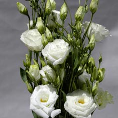 Lisianthus - White