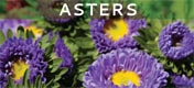 Asters
