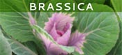 Brassica
