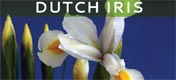 Dutch Iris