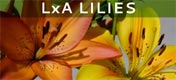 LxA Lillies