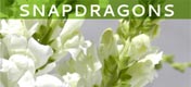 Snapdragons