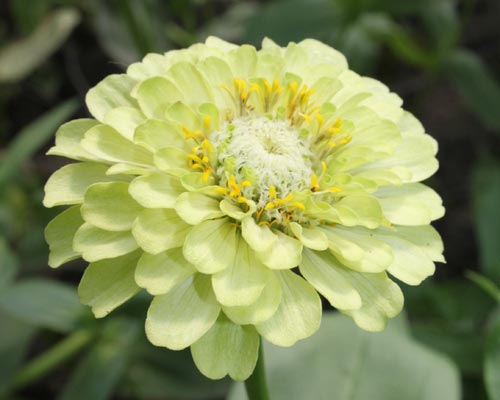 Zinnia