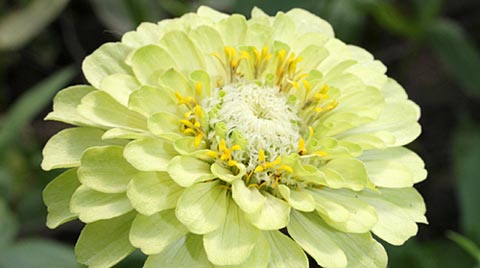 Zinnias